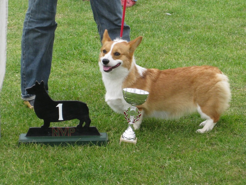 Best Female Puppy